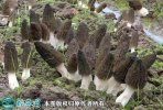 2021年4月28日羊肚菌价格行情、...