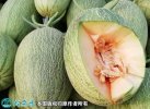 2021年4月28日晓蜜25号价格行...