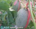 2021年4月28日长香玉价格行情、...
