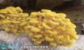 2021年4月28日榆黄菇价格行情、...