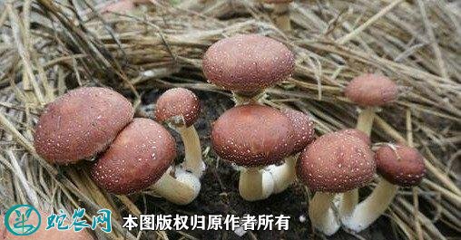2021年4月29日大球盖菇价格行情、今日皱环球盖菇多少钱一斤?