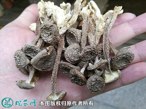 2021年4月29日鹿茸菇价格行情、今日珊瑚菌多少钱一斤?