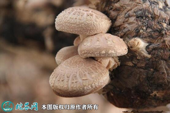 2021年4月29日鲜香菇价格行情、今日普通鲜香菇多少钱一斤?