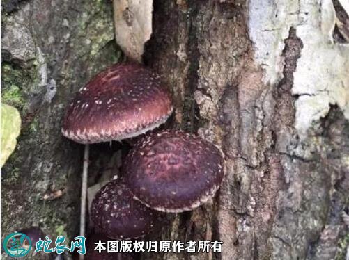 2021年4月29日野生香菇价格行情、今日野生香菇多少钱一斤?