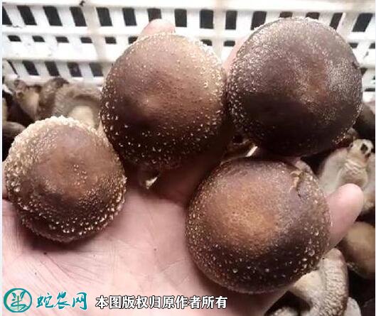 2021年4月29日0912香菇价格行情、今日香菇0912多少钱一斤?