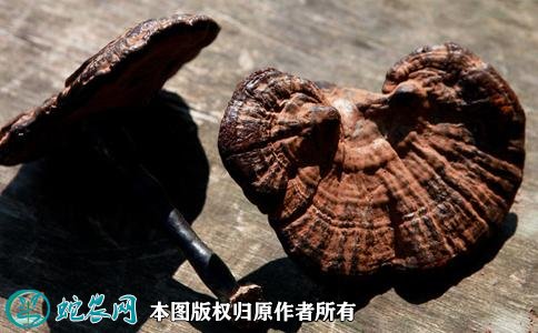 2021年4月29日灵芝价格行情、今日各种灵芝多少钱一斤?