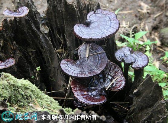 2021年4月29日黑灵芝价格行情、今日黑灵芝多少钱一斤？