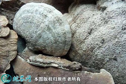 2021年4月29日青灵芝价格行情、今日青灵芝多少钱一斤?