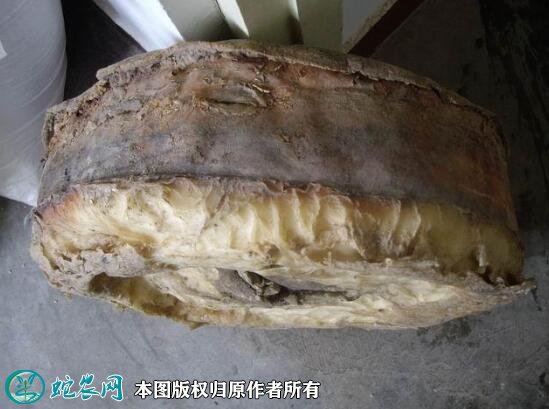 2021年4月29日肉灵芝价格行情、今日肉灵芝/太岁多少钱一斤？