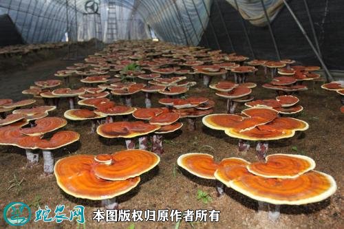 2021年4月29日人工灵芝价格行情、今日人工灵芝多少钱一斤?