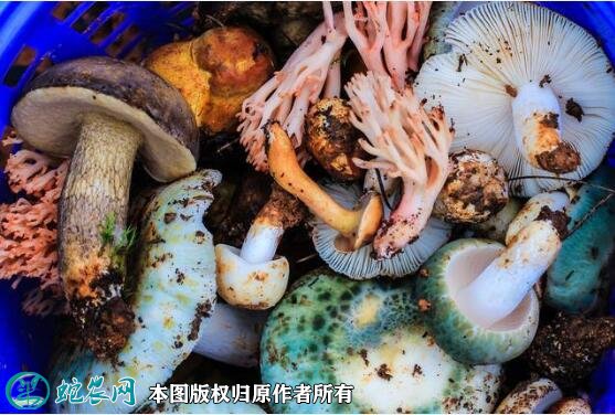 2021年4月29日野生菌价格行情、今日野生菌多少钱一斤？