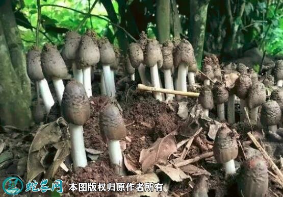 2021年4月29日鸡枞菌价格行情、今日鸡枞菌多少钱一斤？