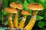 2021年4月29日榛蘑价格行情、今...