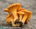 2021年4月29日鸡油菌价格行情、...