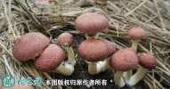 2021年4月29日大球盖菇价格行情...