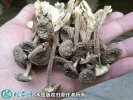 2021年4月29日鹿茸菇价格行情、...