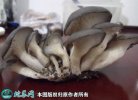 2021年4月29日平菇价格行情、今...