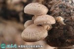 2021年4月29日鲜香菇价格行情、...