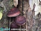 2021年4月29日野生香菇价格行情...
