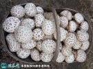 2021年4月29日花菇价格行情、今...