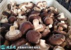 2021年4月29日808香菇价格行...