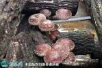 2021年4月29日椴木菇价格行情、...