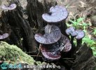 2021年4月29日黑灵芝价格行情、...