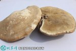 2021年4月29日白灵芝价格行情、...