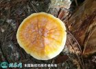 2021年4月29日黄灵芝价格行情、...