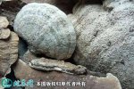 2021年4月29日青灵芝价格行情、...