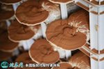 2021年4月29日灵芝孢子粉价格行...
