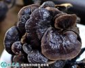 2021年4月29日紫灵芝价格行情、...