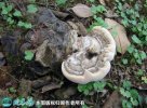 2021年4月29日树舌灵芝价格行情...