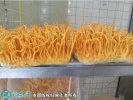 2021年4月29日虫草花价格行情、...