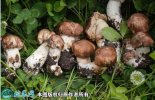 2021年4月29日姬松茸价格行情、...