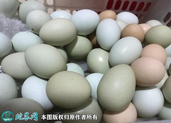 2021年5月1日乌鸡蛋价格行情、今日乌鸡蛋多少钱一斤?