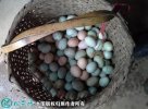 2021年5月1日绿壳鸡蛋价格行情、...
