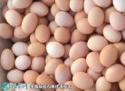 2021年5月1日粉蛋价格行情、今日...