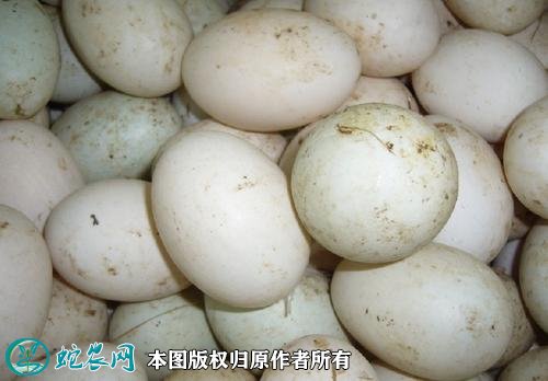 2021年5月2日鸭蛋价格行情、今日各种新鲜鸭蛋多少钱一斤?