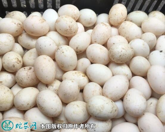 2021年5月2日白鸭蛋价格行情、今日白壳鸭蛋多少钱一斤?