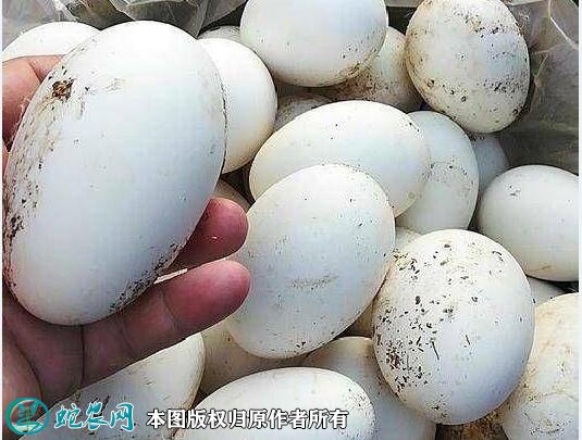 2021年5月2日鲜鹅蛋价格行情、今日鲜鹅蛋多少钱一个?