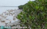 2021年5月2日海鸭蛋价格行情、今...