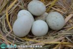 2021年5月2日土鸭蛋价格行情、今...