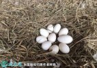 2021年5月2日大三花鹅蛋价格行情...