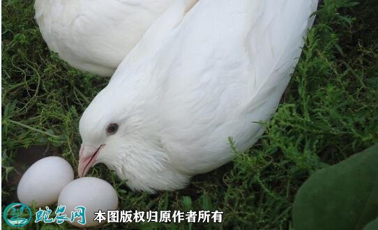 2021年5月3日白鸽蛋价格行情、今日白鸽蛋多少钱一个？
