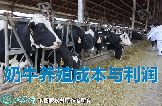 2021年奶牛养殖成本与利润图1