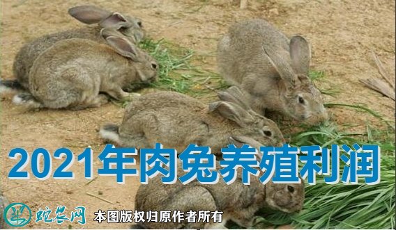 肉兔的养殖利润和前景图1