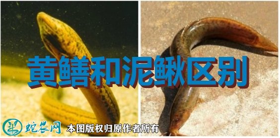黄鳝和泥鳅的区别图