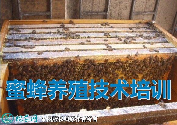 养蜂蜜蜂养殖技术培训