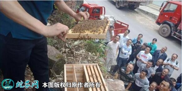 养蜂蜜蜂养殖技术培训图2